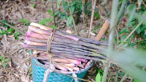 水竹笋 山野间的“天花板”美味