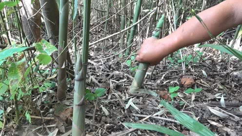 山村胖哥寻味记 春山新雨后，一锄一笋香