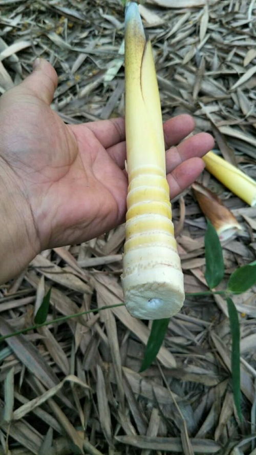 走进春山，探寻泥土下的鲜甜——一次挖笋体验记