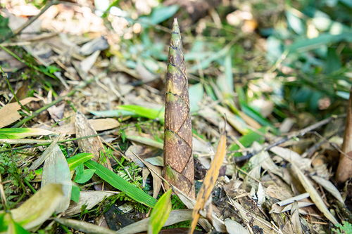 秘境竹笋香 探访海拔两千米的珍奇美味