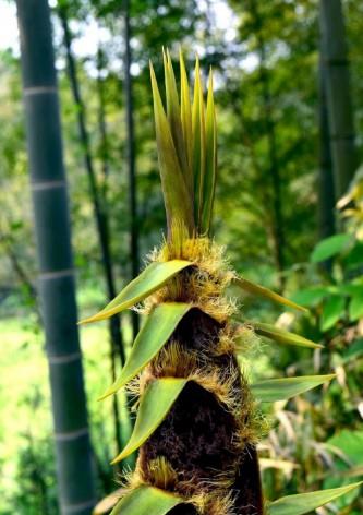 食用竹笋的注意事项 虽好吃却不能乱吃哦