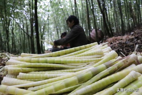 贵州方竹笋喜迎丰收季，青山绿竹间蕴藏富民新希望