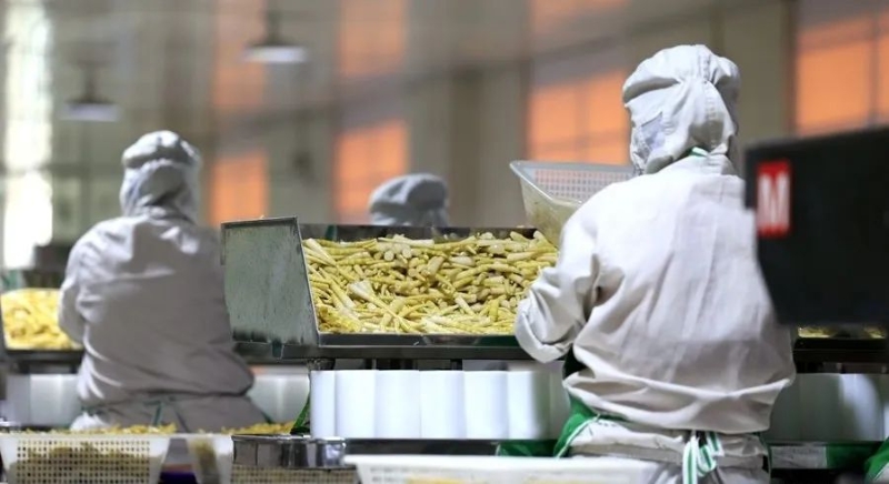 经开区竹笋产业迎来发展新机遇 生态经济双丰收